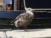 baby-seagull-3