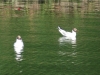 black-headed-gull-2