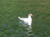 black-headed-gull