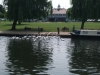 feeding-the-swans-on-the-avon