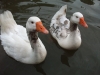 geese-at-saltisford