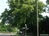 lime-tree-on-the-green-wilmcote