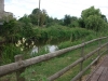 old-arm-of-the-stroudwater-canal