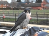peregrine-falcon-at-fradley-5