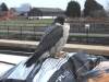 peregrine-falcon-at-fradley-6