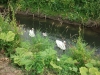 swan-family-on-a-stream