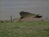 the-purton-hulks-2
