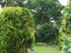 yes-that-is-a-car-in-the-tree