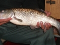 4lb Chub caught at Wheaton Aston (2)