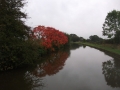 Autumn Colour