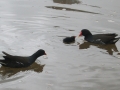 Baby moorhen (1)