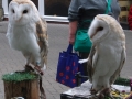 Barn Owls (2)