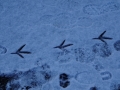 Coot prints (2)