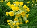 Cowslips (1).JPG