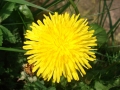 Dandelion.JPG