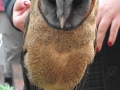 Dusky Faced Barn Owl (1)