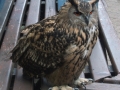 European Eagle Owl (2)