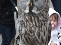 Great Grey Owl (3)