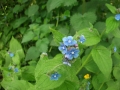 Green Alkanet (2)