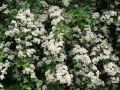 Hawthorn Blossom (2)