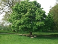 Horse Chestnut and Sheep.JPG