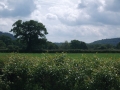 Just scenery (1)
