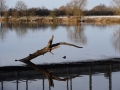 Log