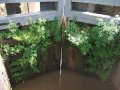 Some plants will grow anywhere! (2)