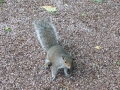 Squirrel (1)