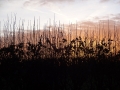 Sunrise at Branston