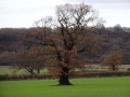 Winter Tree (1)