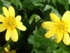 aconites-at-hempsted-3