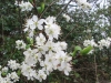blackthorn