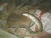 large-eel-caught-at-goldstone-wharf