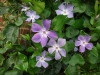 periwinkle