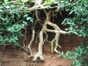 roots-1