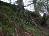 roots-2