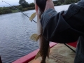 6.5lb Pike Gunthorpe (2) - Copy
