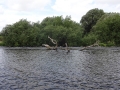 Averham Weir (5)