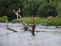 Averham Weir (6)