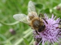 Bee Anthophora