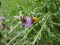 Bee and Bumble Bee