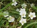 Bindweed (1)