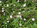 Bindweed