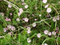 Bindweed (2)