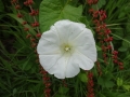 Bindweed