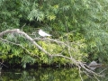 Black Headed Gull