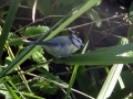 Bluetit