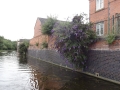 Buddleia will grow anywhere!