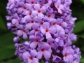 Buddleia